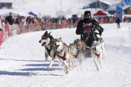 Lenk 2013